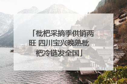枇杷采摘季供销两旺 四川宝兴晚熟枇杷冷链发全国